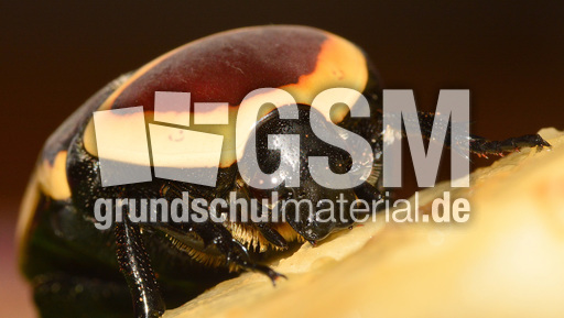 Kongo-Rosenkäfer (13).jpg